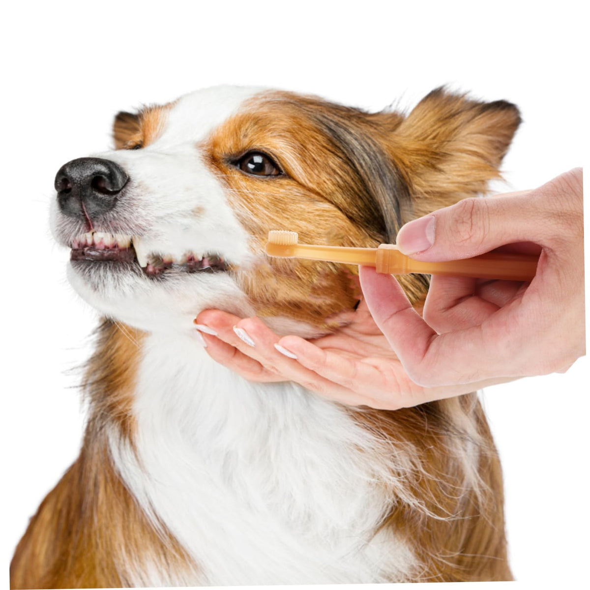 Silicone Dog Toothbrush Kit K942334