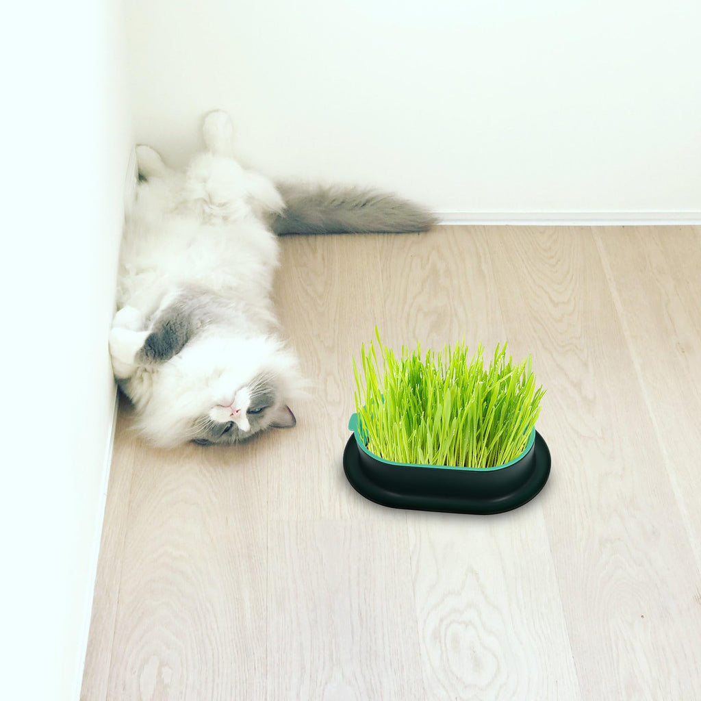3 Piece Cat Grass Planter Kit H1854