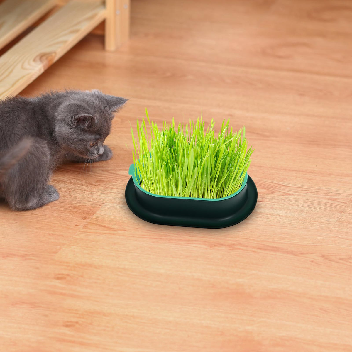 3 Piece Cat Grass Planter Kit H1854