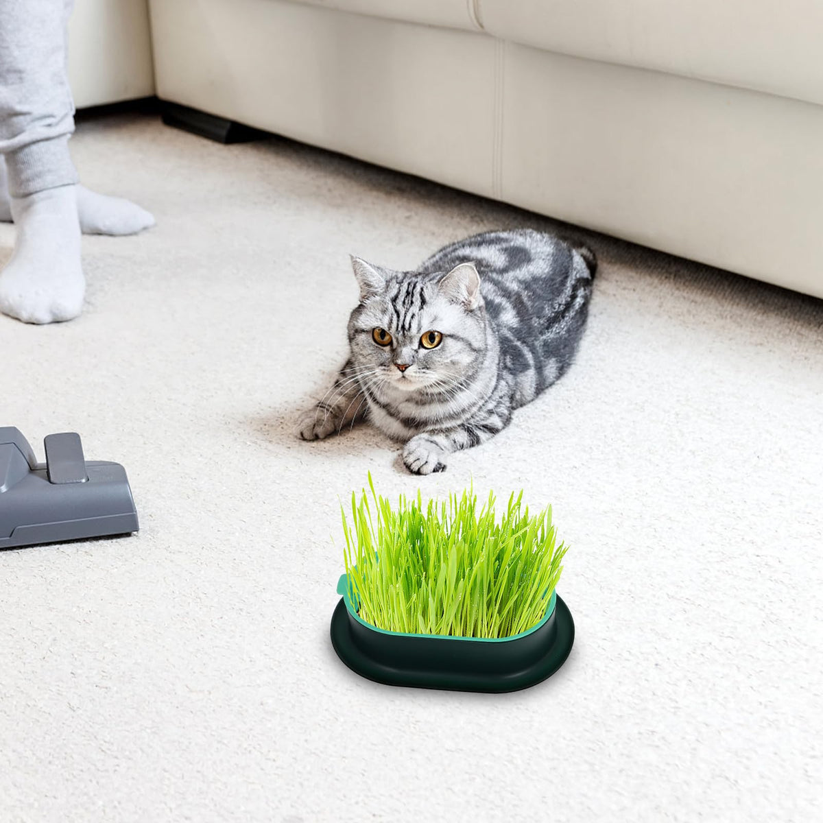 3 Piece Cat Grass Planter Kit H1854