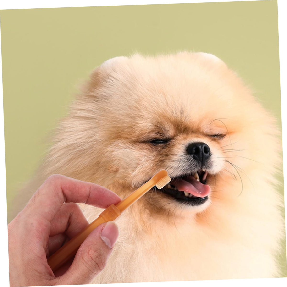 Silicone Dog Toothbrush Kit K942334