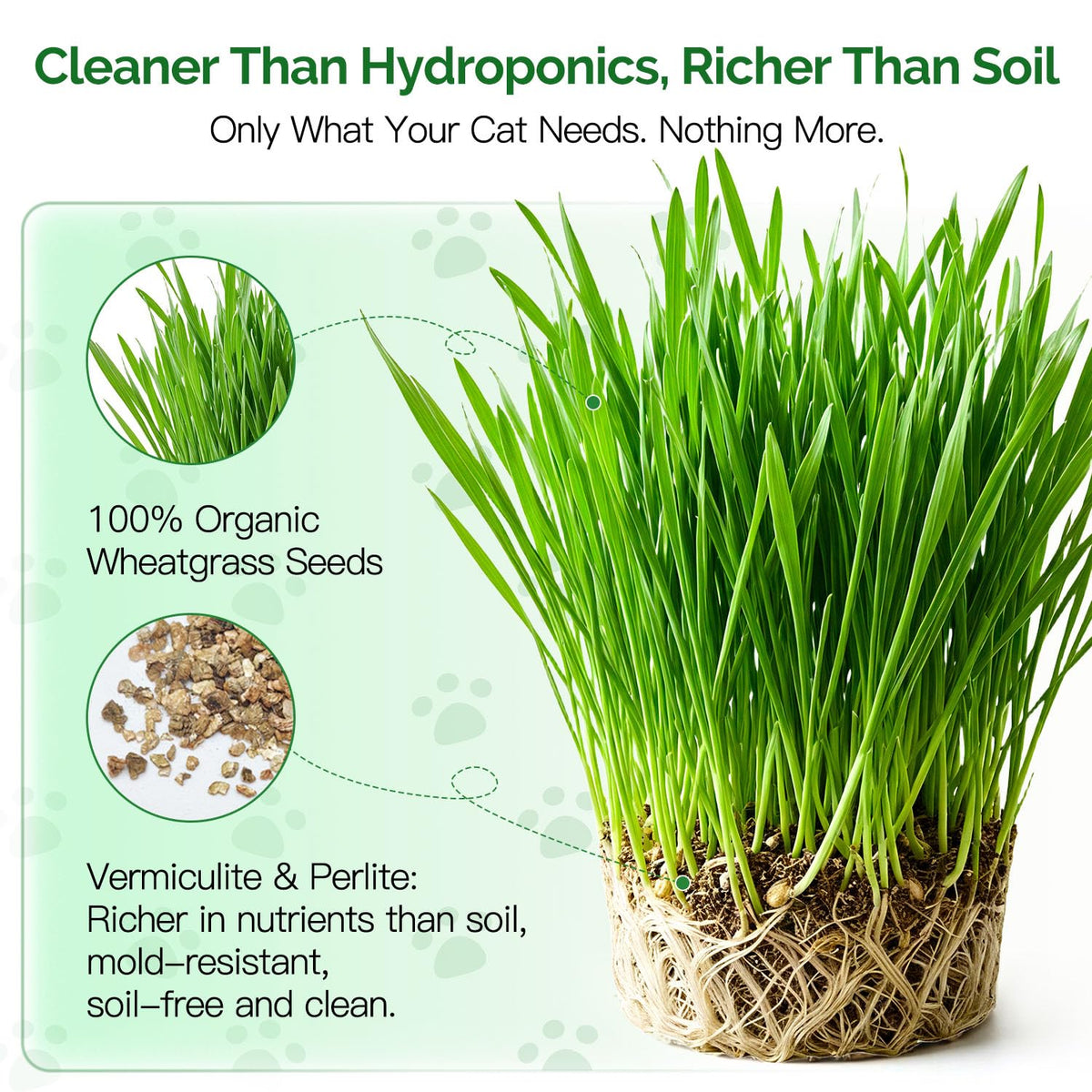 4 Can Cat Grass Kit with Non-GMO Organic Wheat Seeds K76353