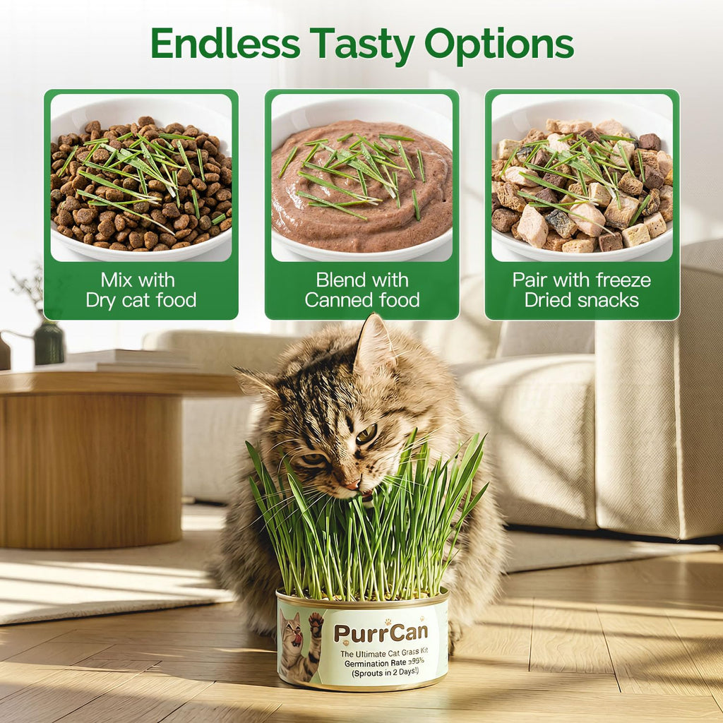 4 Can Cat Grass Kit with Non-GMO Organic Wheat Seeds K76353