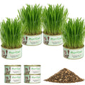 4 Can Cat Grass Kit with Non-GMO Organic Wheat Seeds K76353